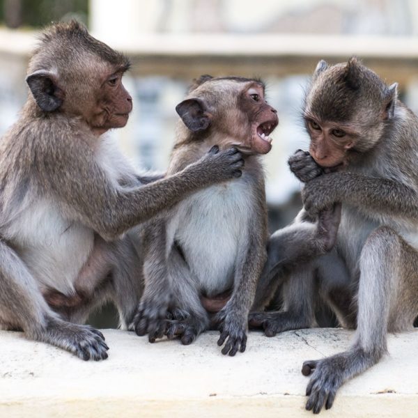 Chimps