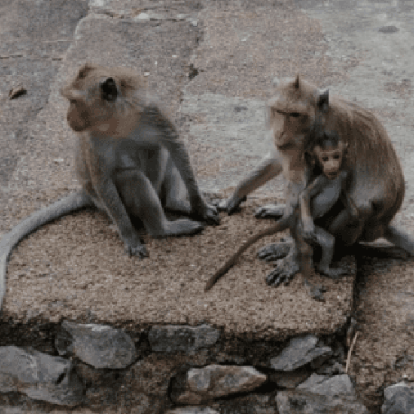 Family of chimps