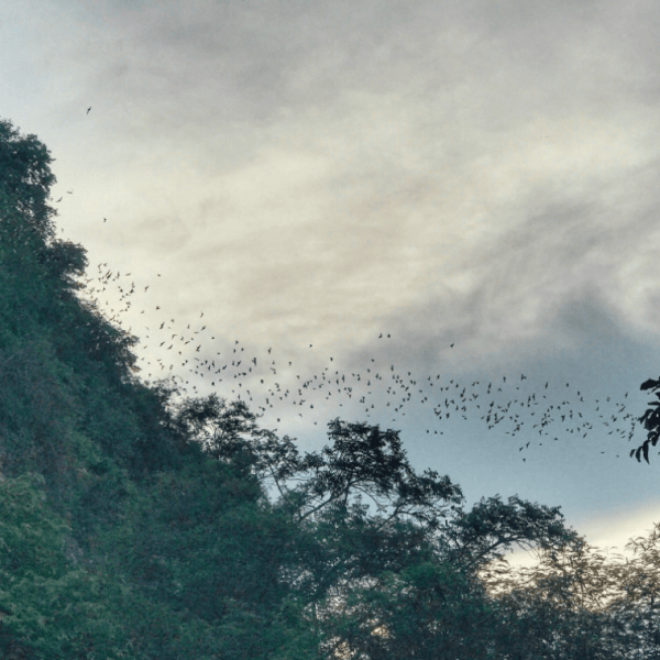 Bat Caves