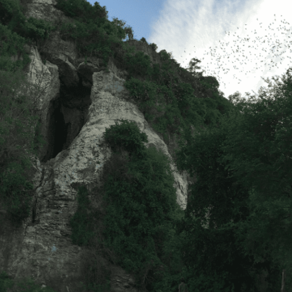Bat Caves